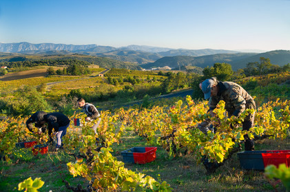 Vendanges Roussillon
