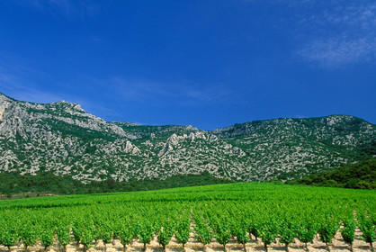 Vignoble de la Seranne