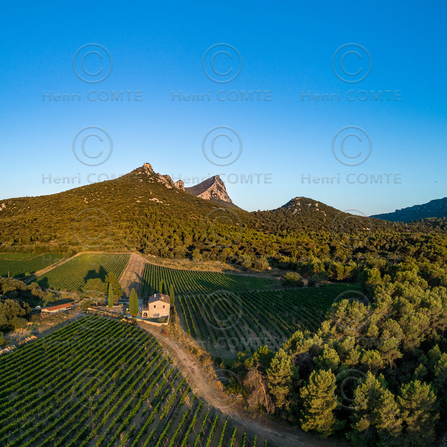 Vignoble Pic Saint Loup