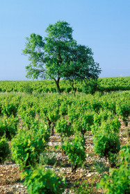 Vignoble de Frontignan