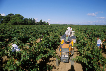 Vendanges