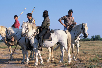 Bouvine en camargue
