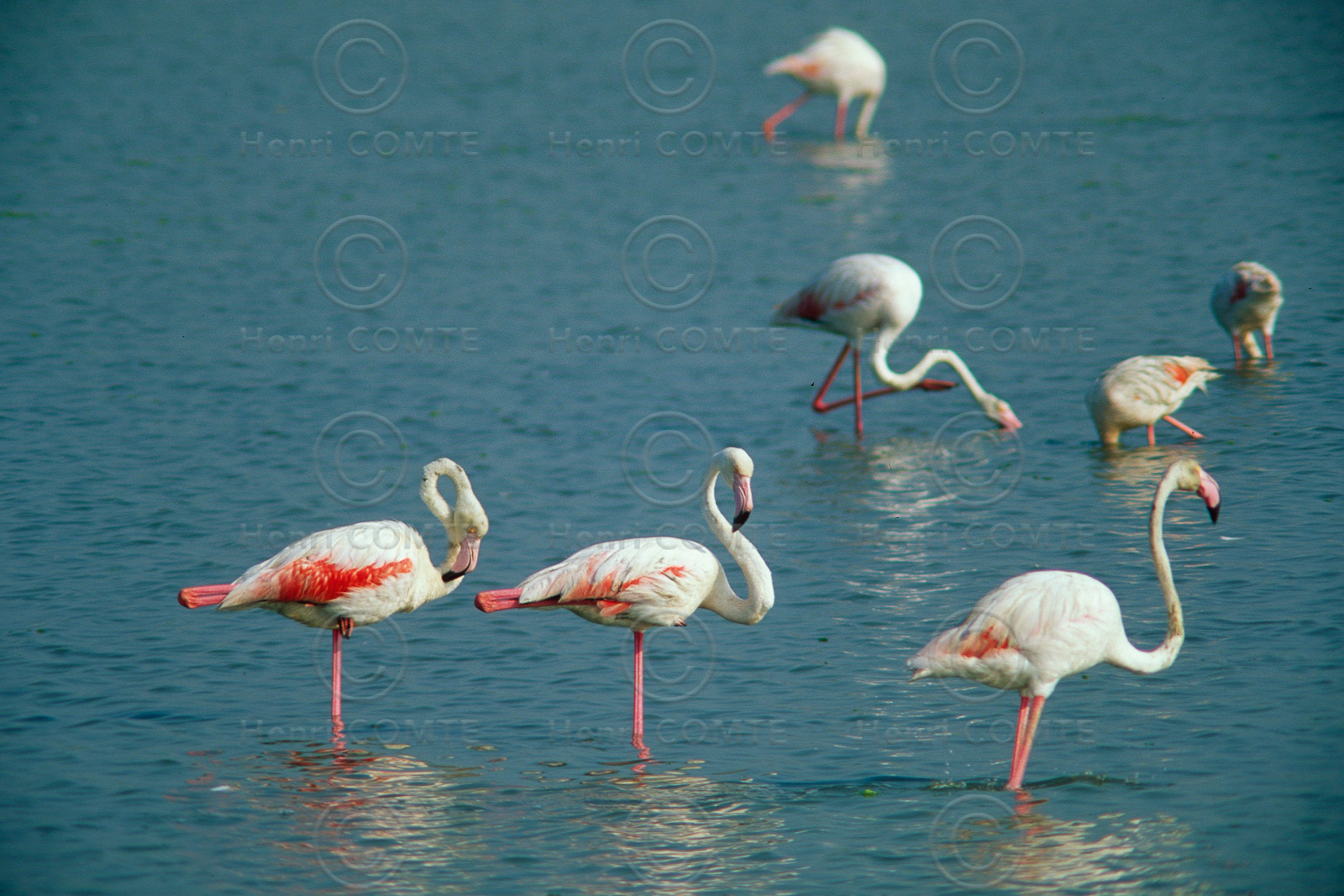 Flamants roses