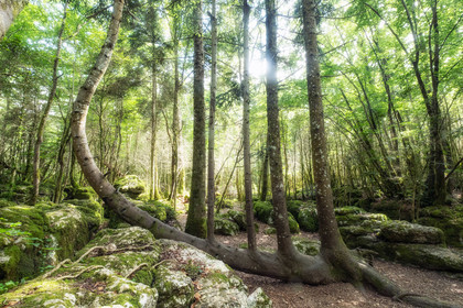 Arbre remarquable