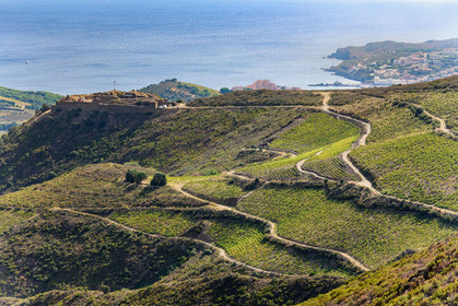 Vignoble de Banyuls