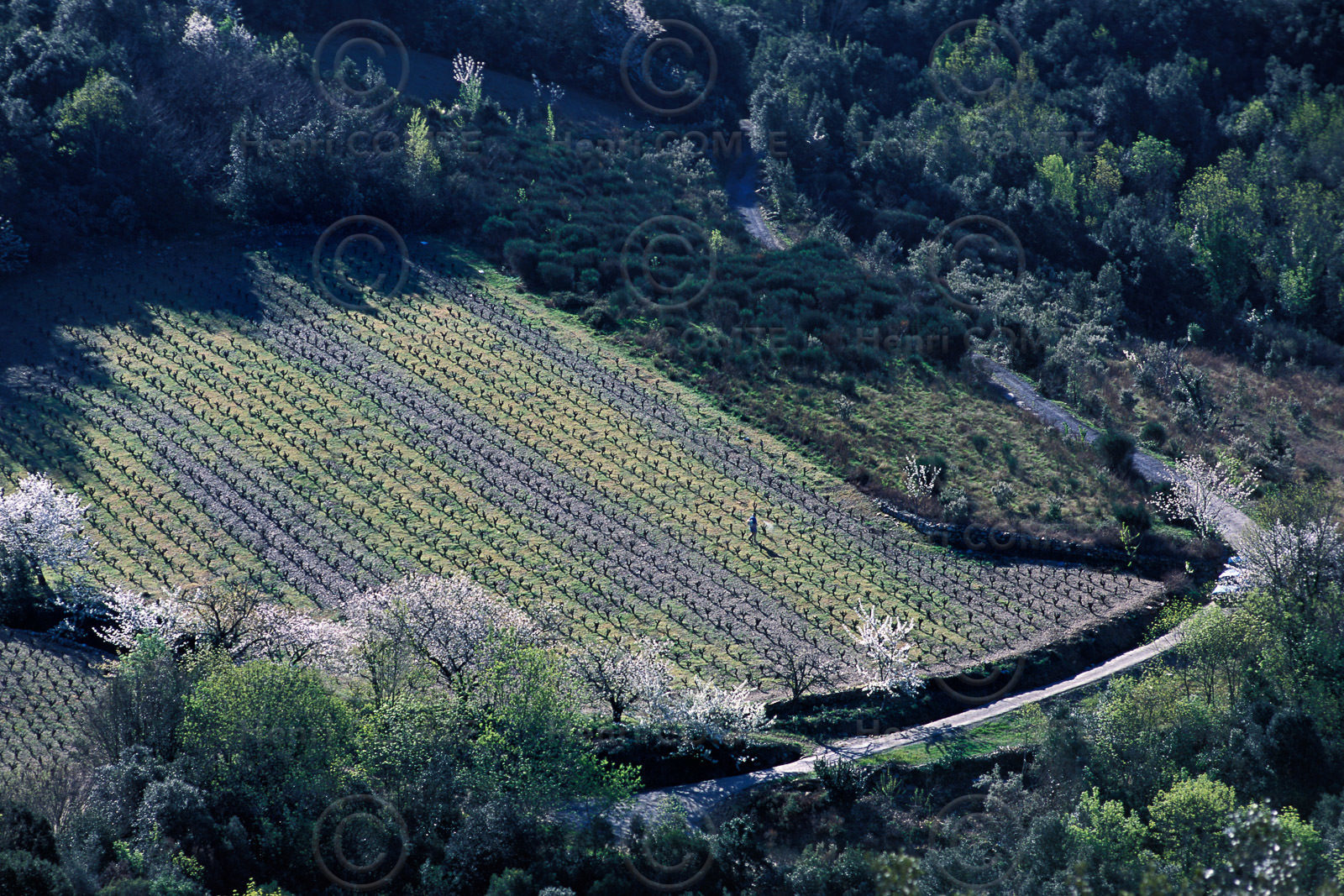 Vignes