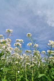 Fleurs des champs