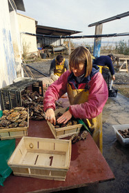 Ostreiculture