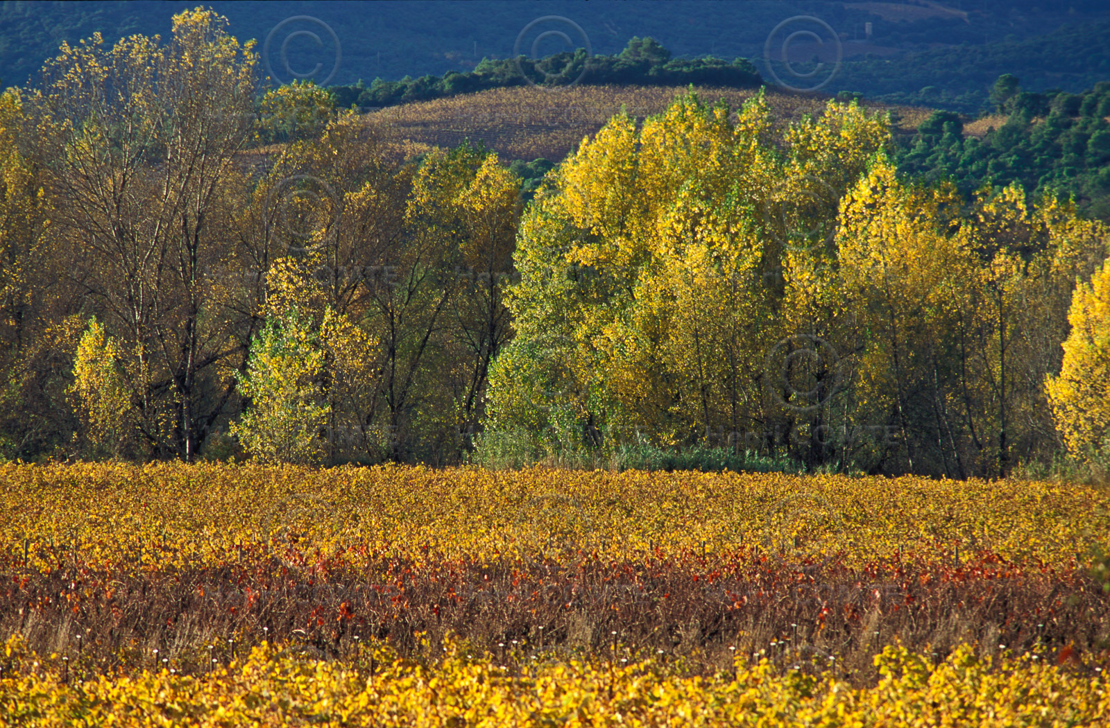 Vignes en automne