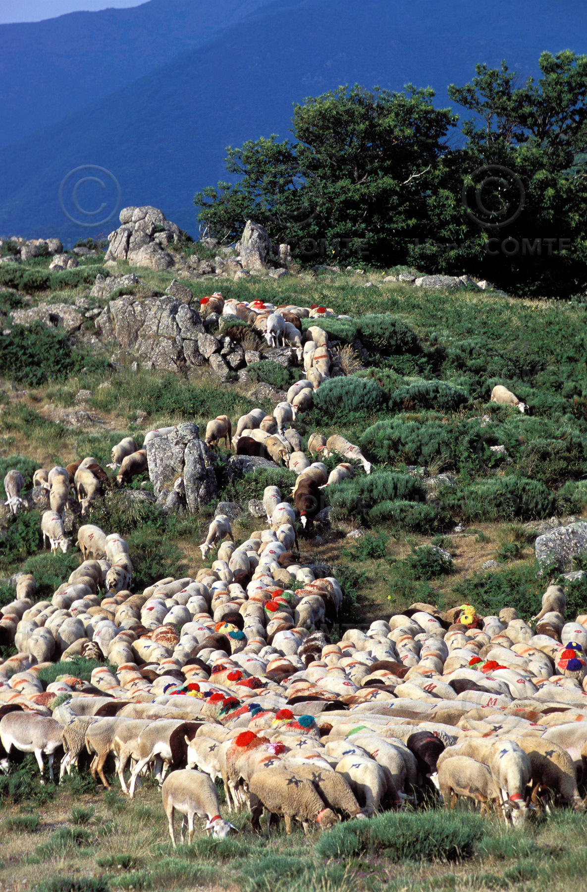 Transhumance en Cévennes