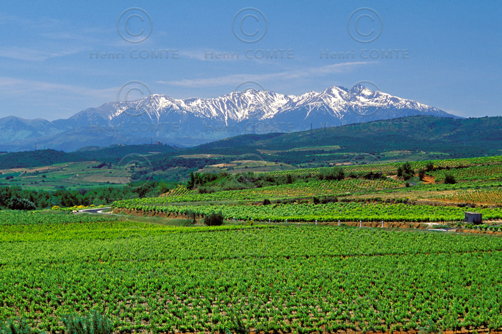 Vignoble du Roussillon
