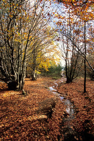 Le Caroux