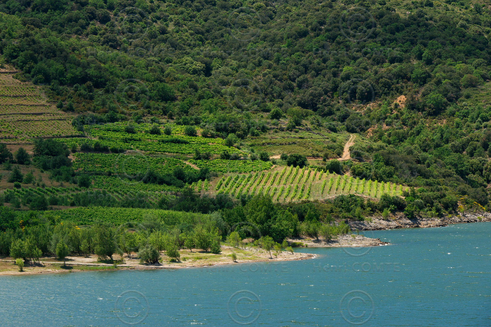 Vignoble de Caramany