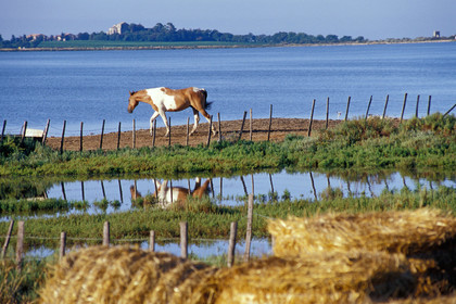 Etang de Palavas