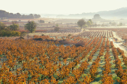 Vignoble à l'automne