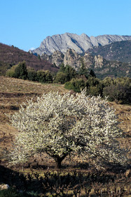 Amandier en fleurs