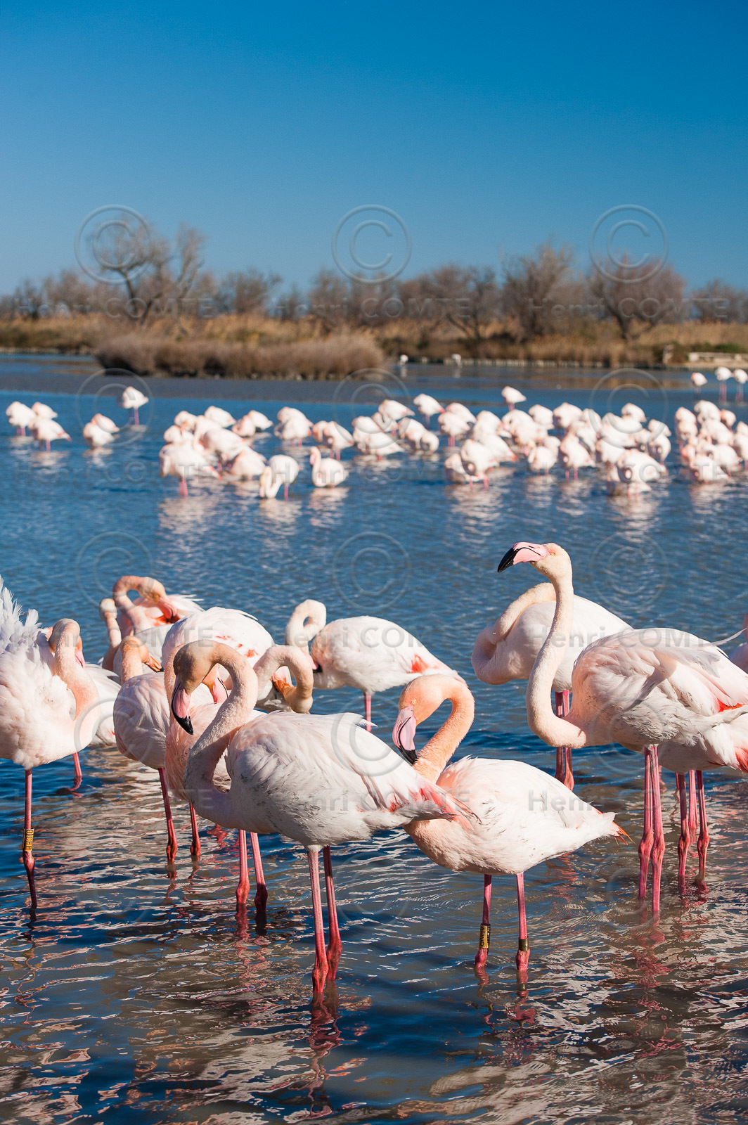 Flamants roses