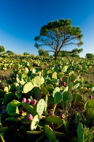 Figues de barbarie