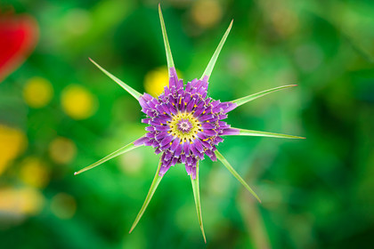 Fleur de chardon
