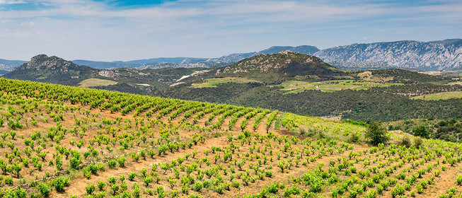Vignoble Roussillon