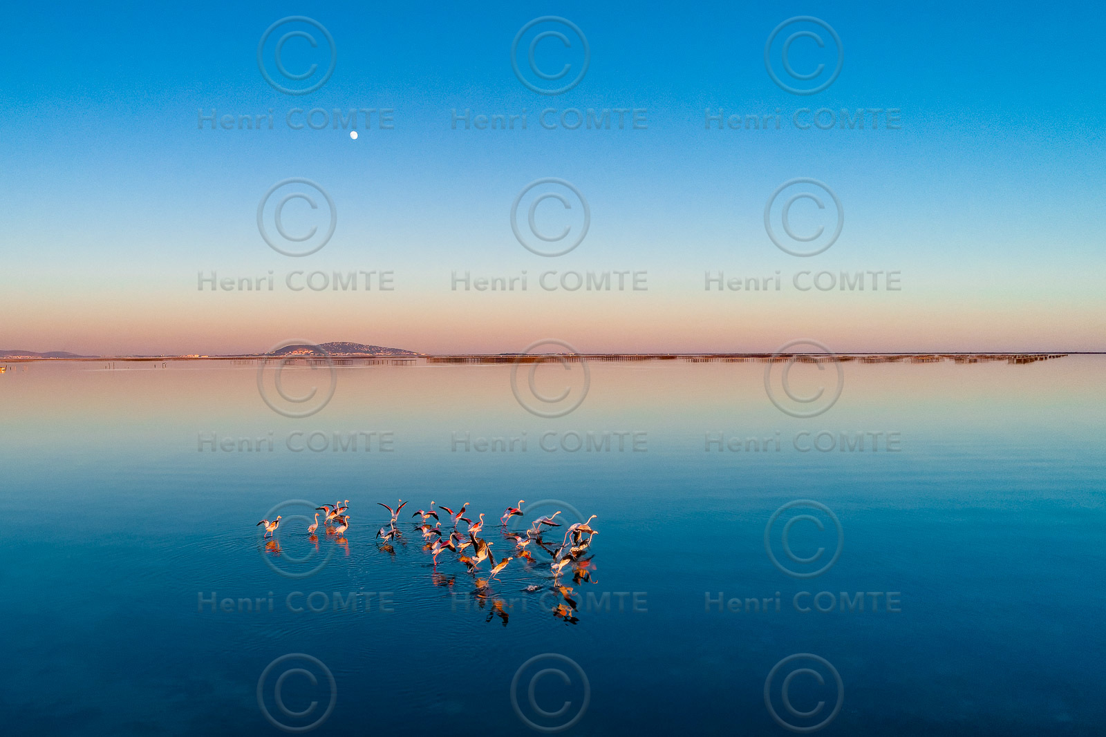 Envol de flamants roses sur l'étang et le mont Saint Clair de Sète au loin - Hérault