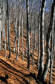 Foret