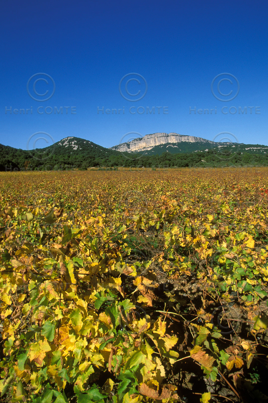 Vignoble des Corbieres