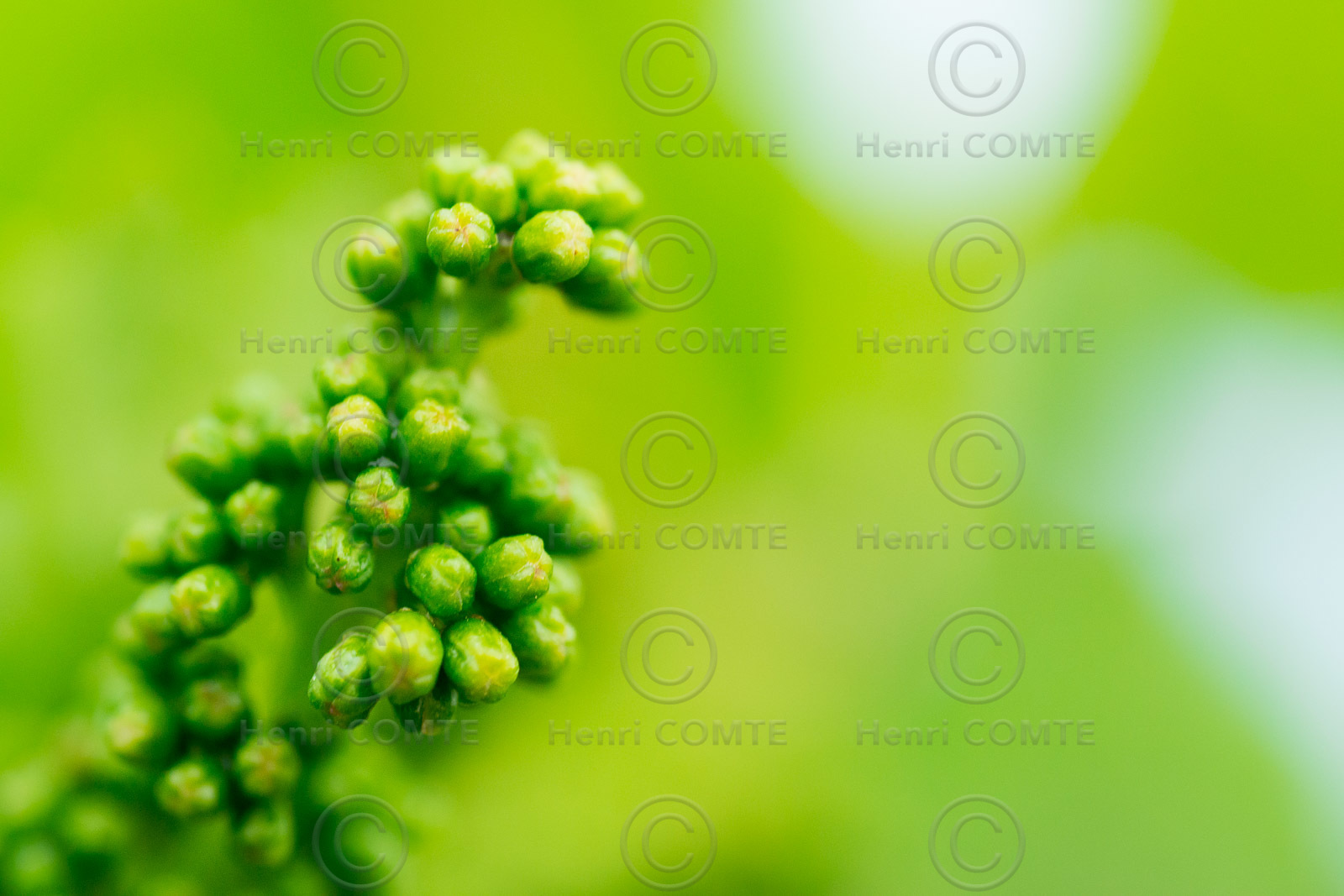 Jeunes grains de raisins