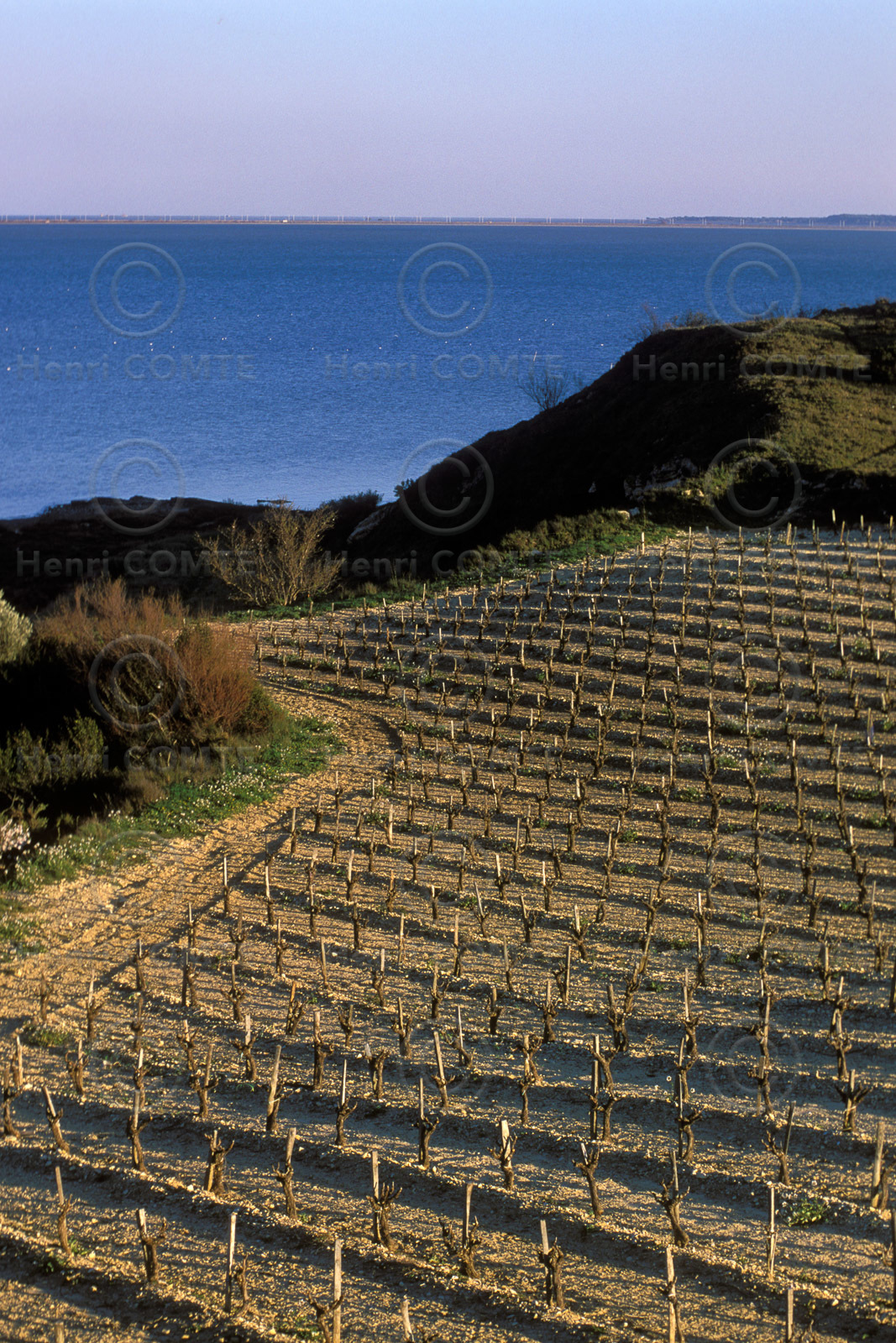 Vignoble des Corbieres