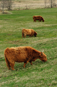 Vaches