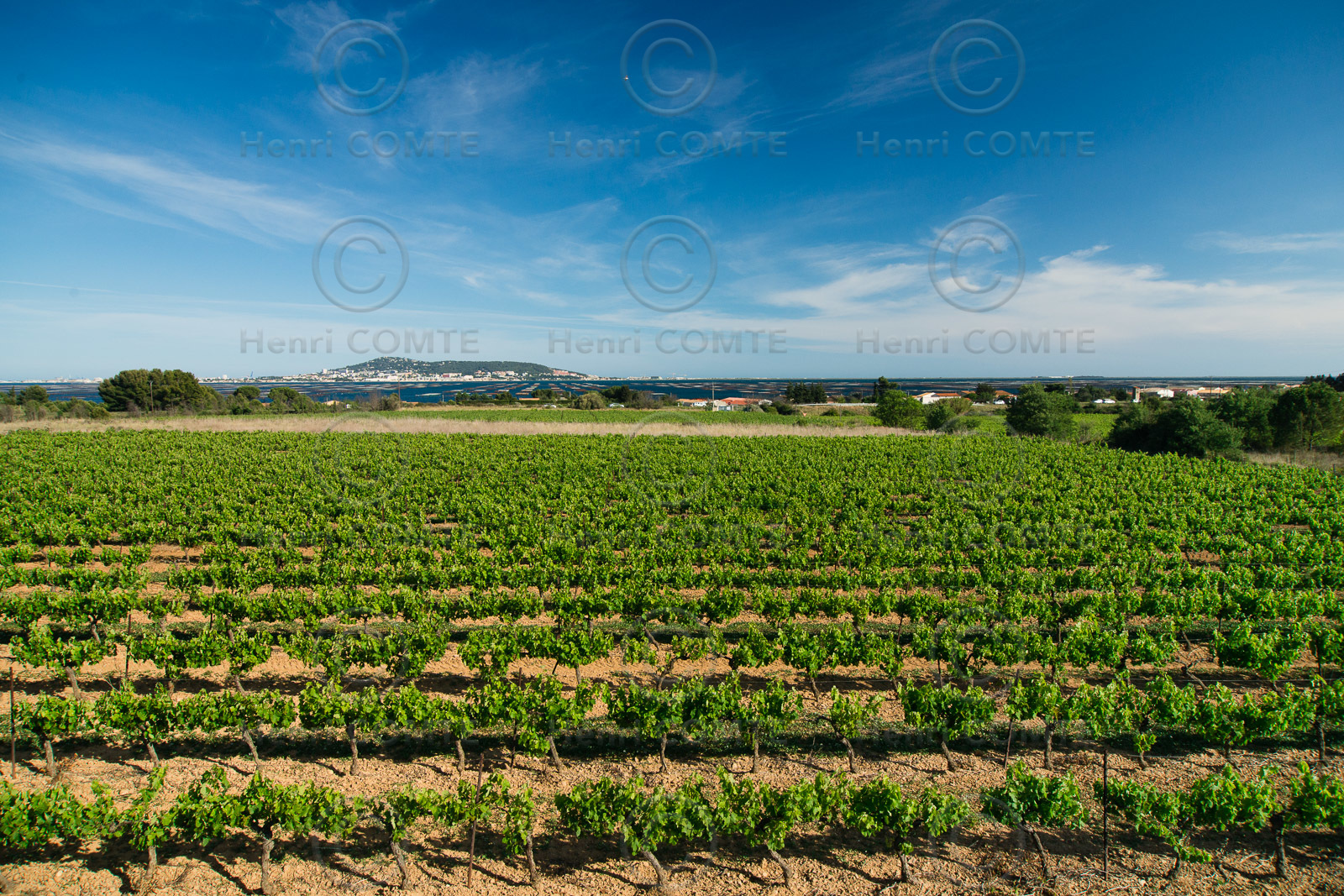 Vignoble de Thau