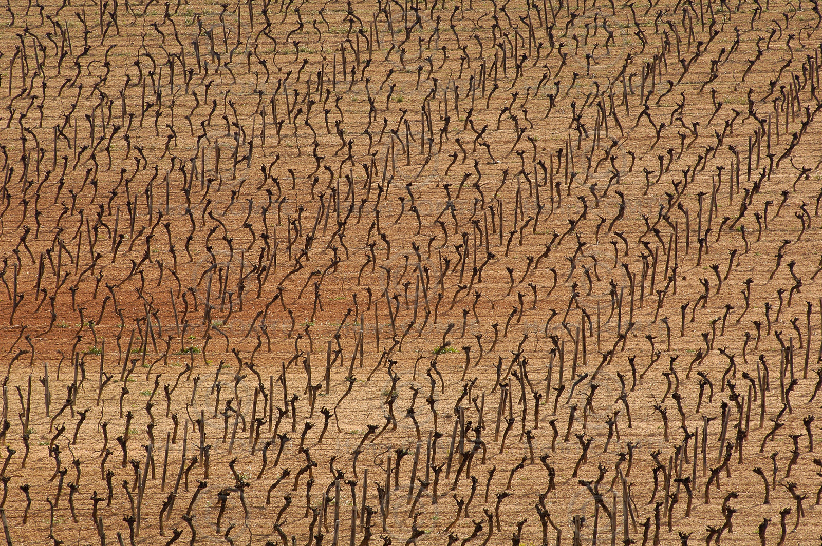 Vignoble du bitterrois