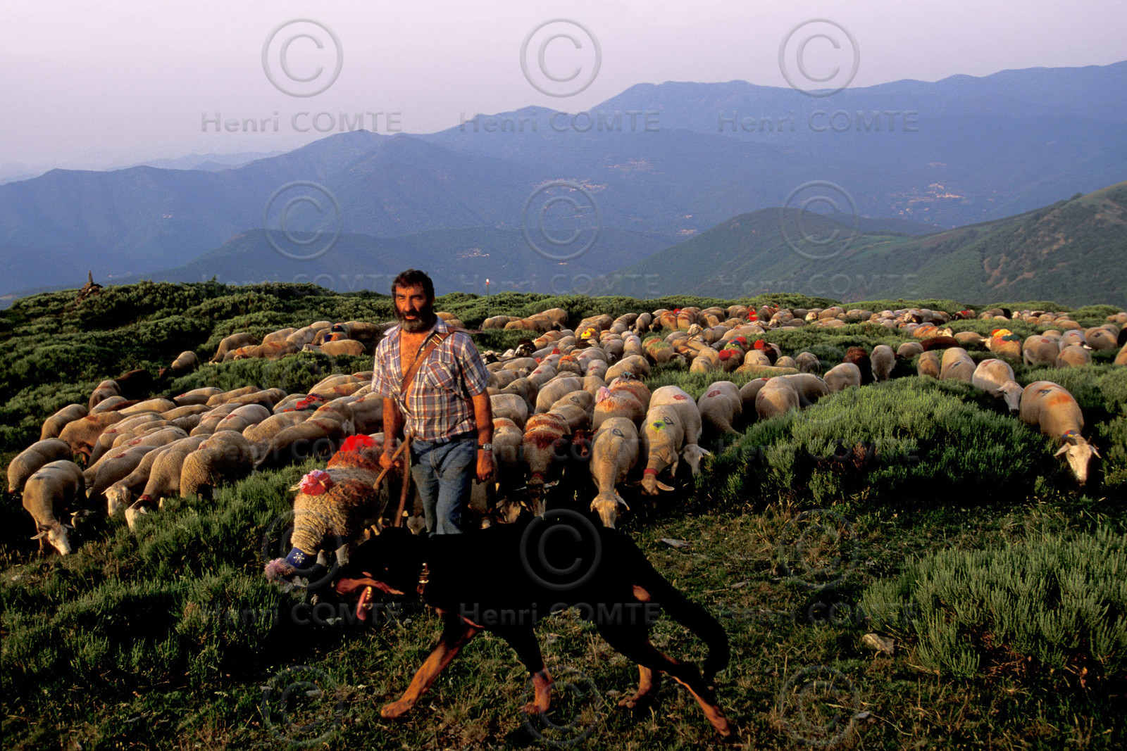 Transhumance en Cévennes
