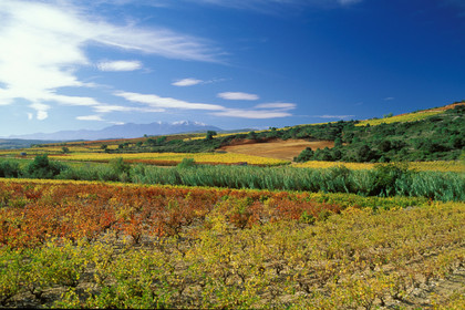 Vignoble du Roussillon