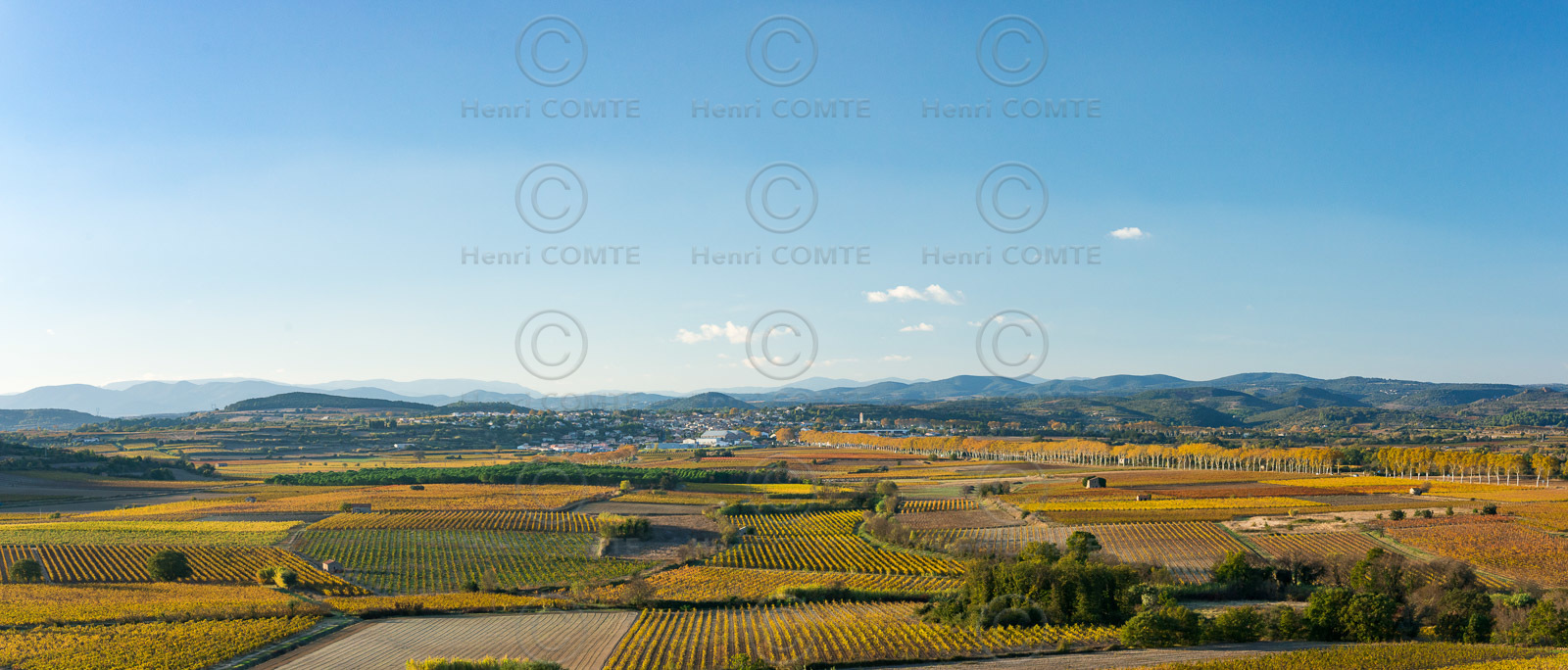 Vignoble à l'automne