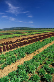 Agriculture