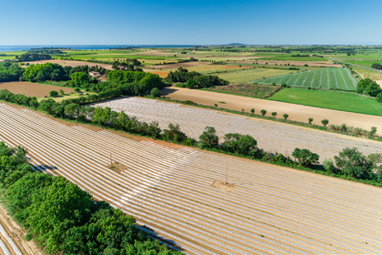Champs de melons