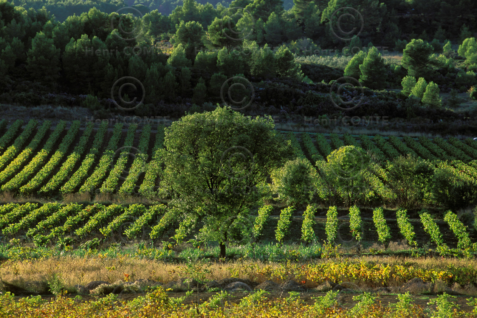 Vignoble Saint Chinian