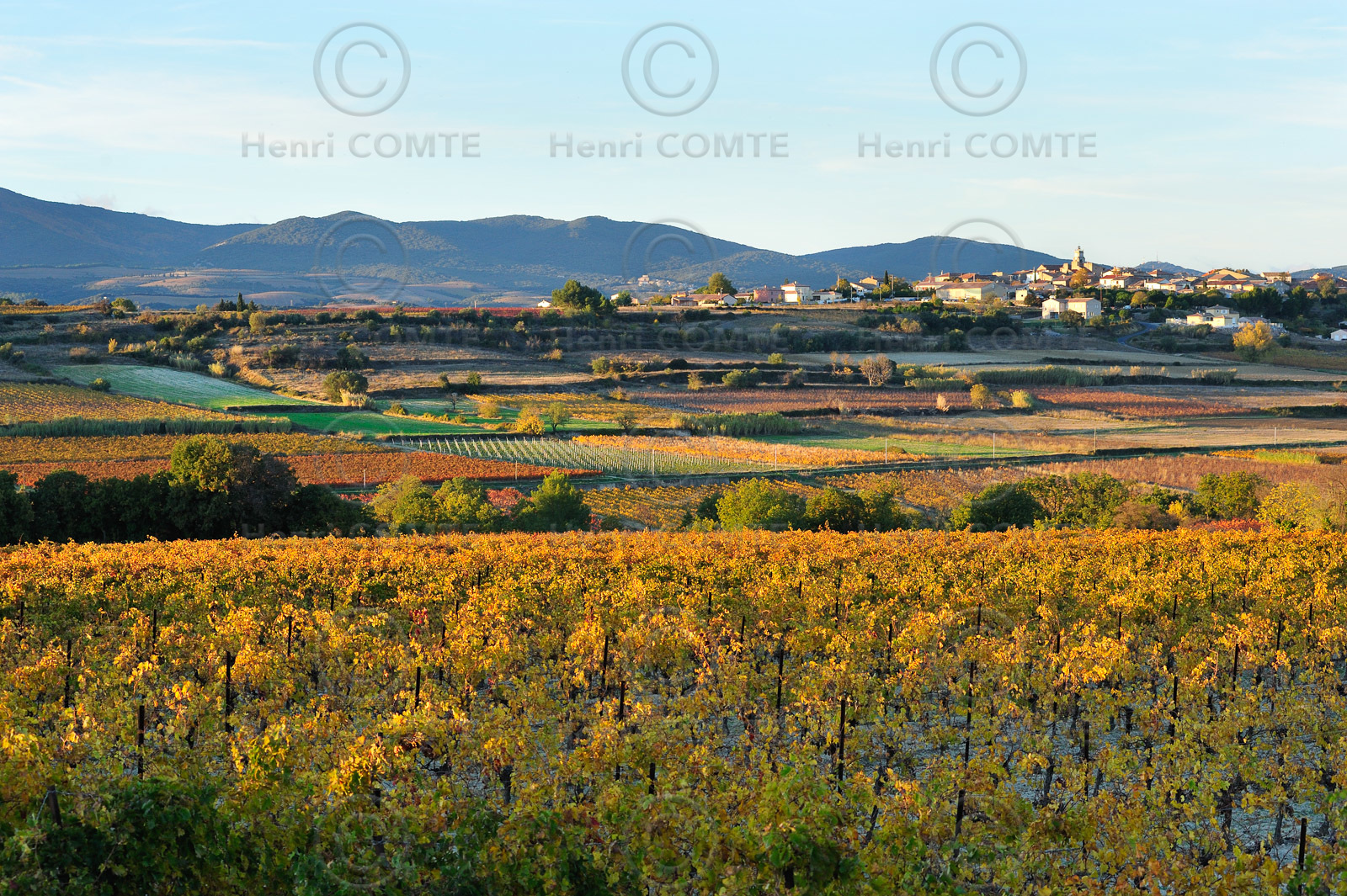 Vignoble de Faugeres