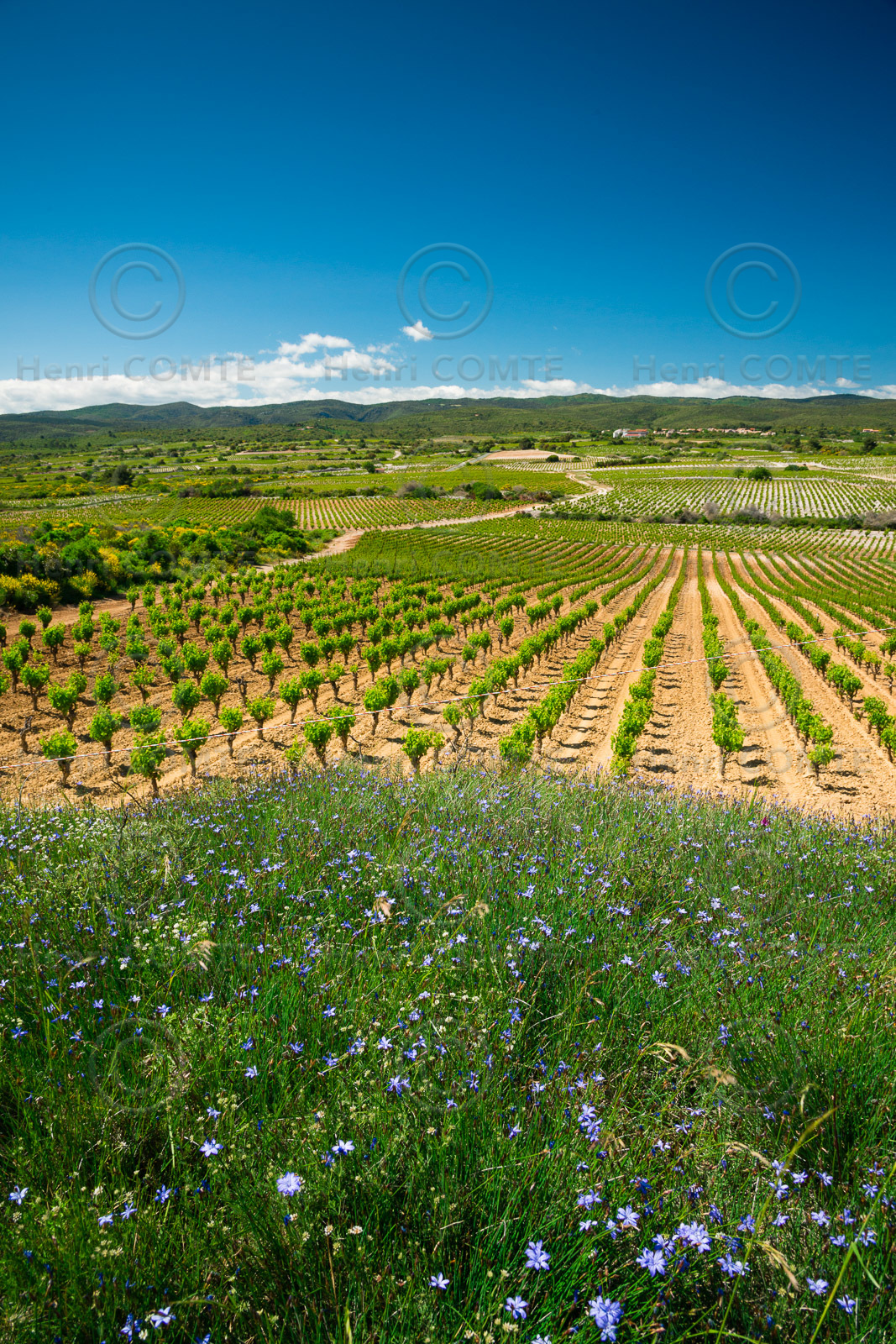 Minervois