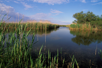 Petite camargue