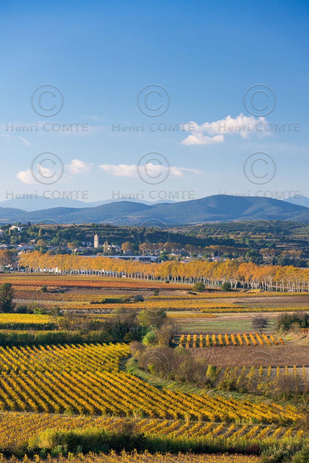 Vignoble à l'automne