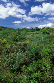 La Gardiole