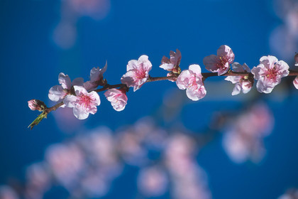 Branche de pecher