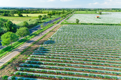 Champs de melons