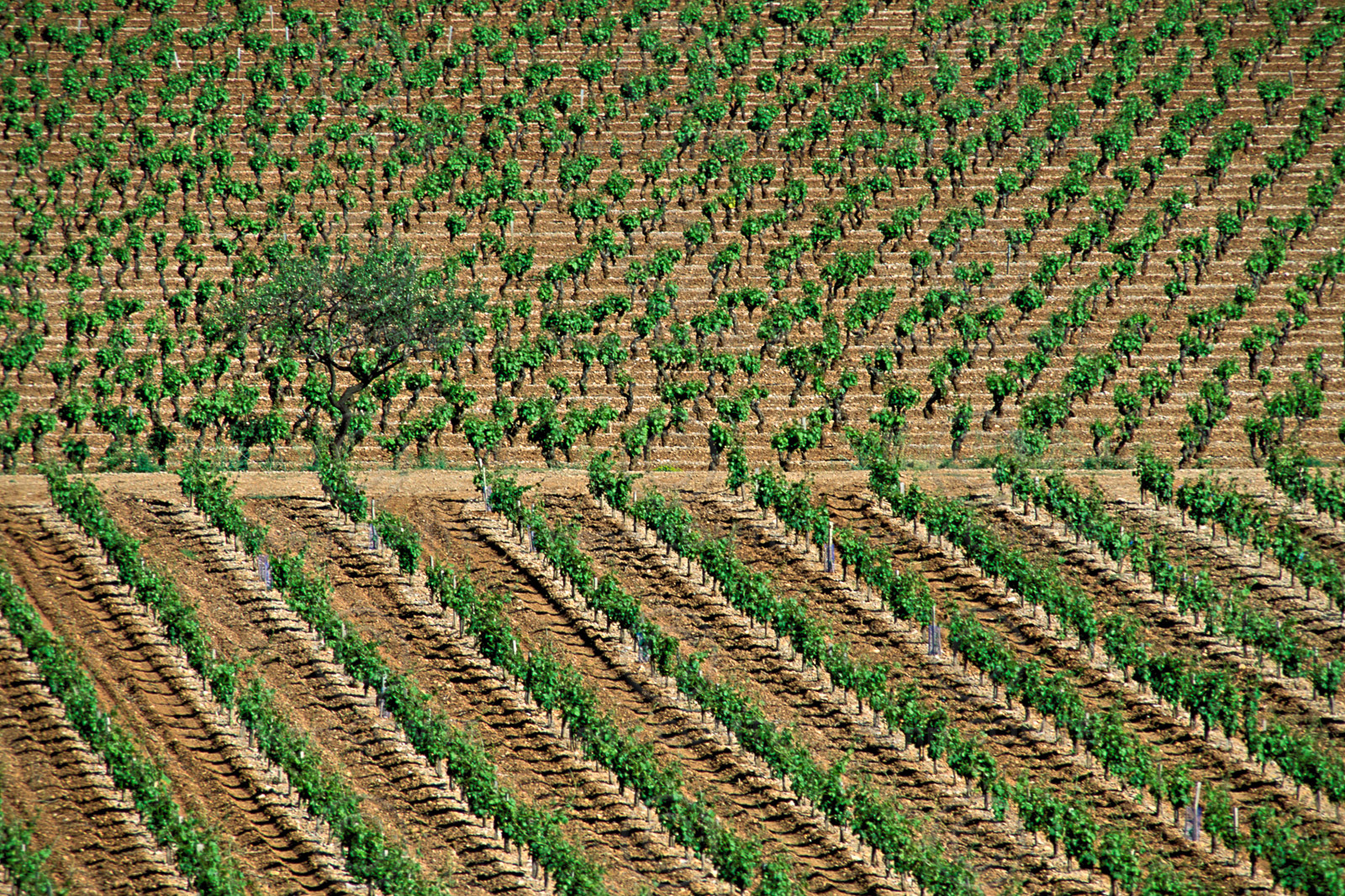 Vignoble de Frontignan