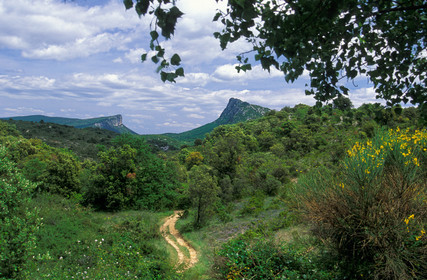 Pic Saint Loup