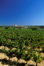 Vignoble - Hérault