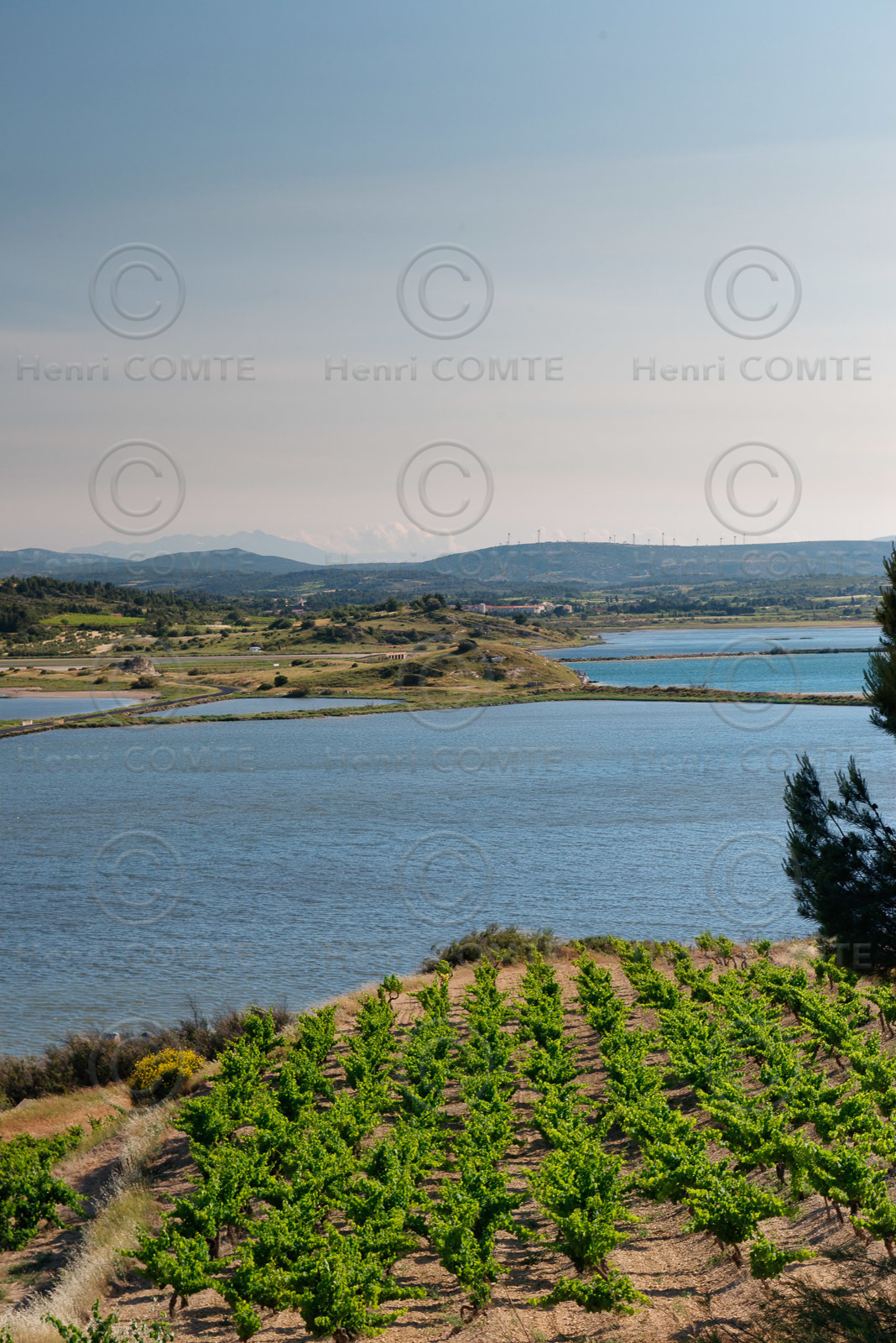 Vignoble des Corbieres