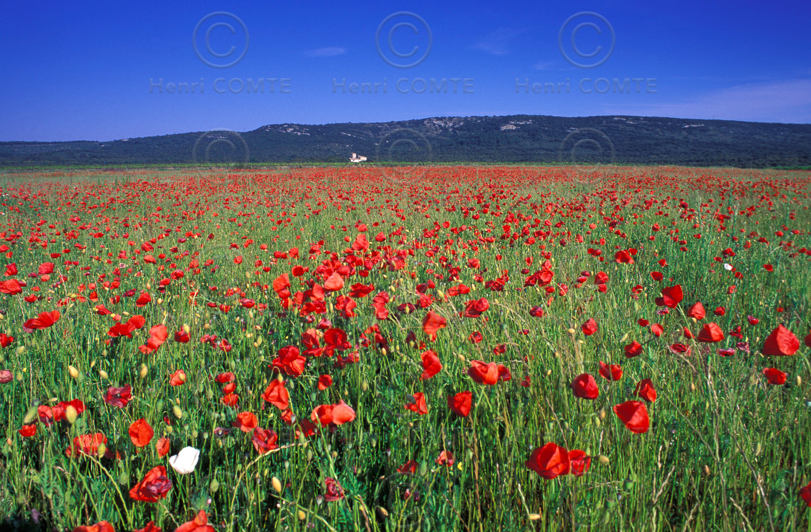 Coquelicots